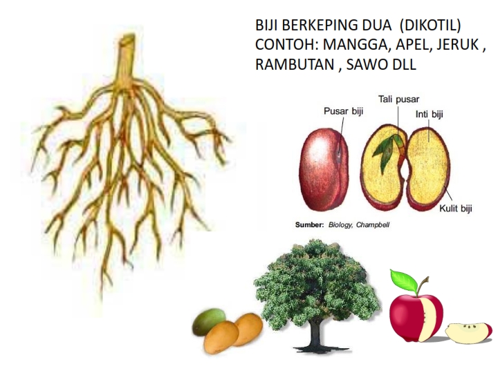 Belajar Cerdas dan Praktis BAGIAN TUBUH TUMBUHAN  DAN 