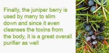 Juniper berry health benefits 5