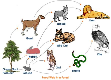 food chain examples. diagram of food chain and food