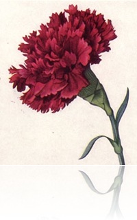 redcarnation