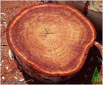 Red River Gum timber / Eucalyptus camaldulensis timber / Eucalypthus Mahogany timber / Madera de Eucalipto Rojo / California Red Gum wood / GIT Forestry Consulting, Consultoria y Servicios de Ingenieria Agroforestal, Lugo, Galicia, España, Spain, EUCALYPTOLOGICS