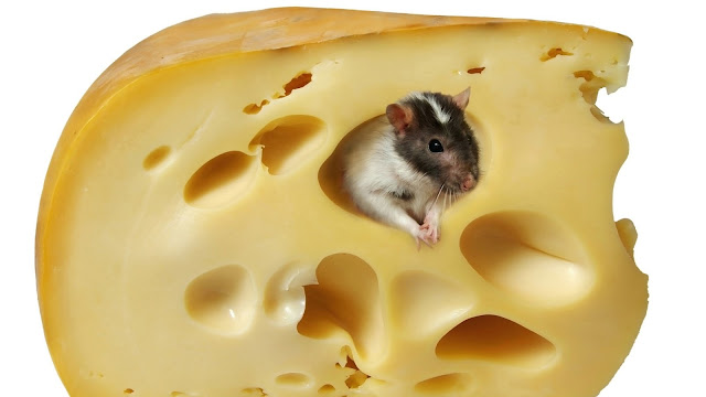 Cute little mouse in a hole of Swiss cheese, squee, baby mouse