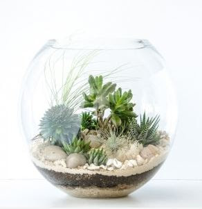 http://happyplaceterrariums.com.au/product/classic-coast/