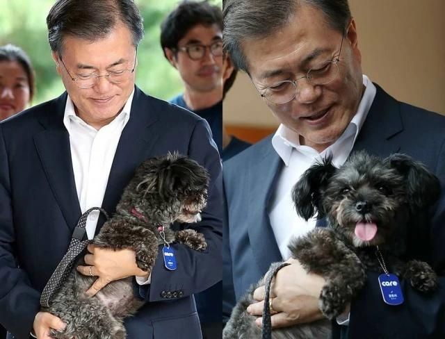 Presidente da Coreia do Sul considera proibir consumo de carne de cachorro