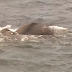 Can Elephant Swim?
