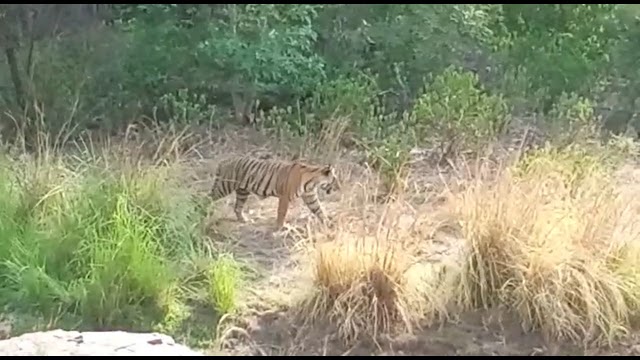 पर्यटन सत्र के आखिरी दिन मां ऐरोहेड व उसकी बाघिन बेटी रिद्धि के हुए दीदार 