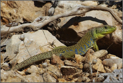 Lagarto ocelado