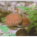 Log-Grown Shiitake Mushrooms Webinar - Dec 16