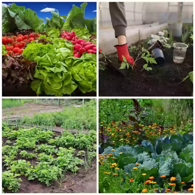 Backyard vegetable garden in USA