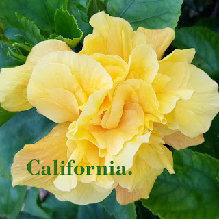 Yellow California beauty