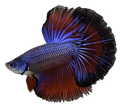 Betta splendens