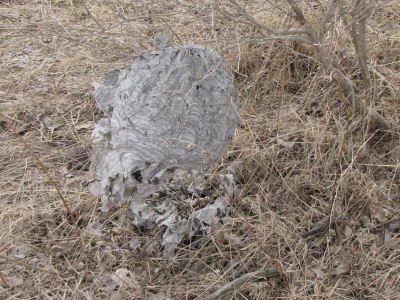 bald-faced hornet nest