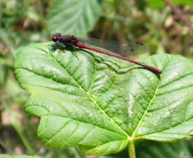 Large red damselfly, Pyrrhosoma nymphula. High Elms Country Park, 4 June 2011.