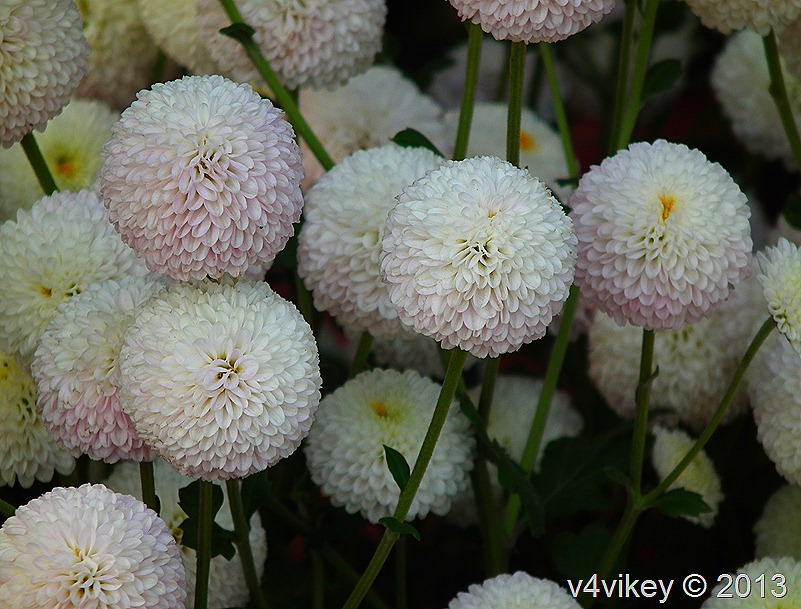 CHRYSANTHEMUM