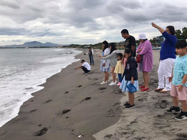 Releasing turtles to the sea