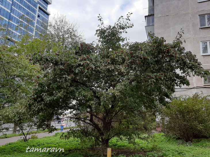 Боярышник перистонадрезанный (Crataegus pinnatifida)