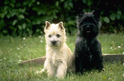 Cairn Terrier Puppies Images