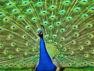 foto de pavo real imponente