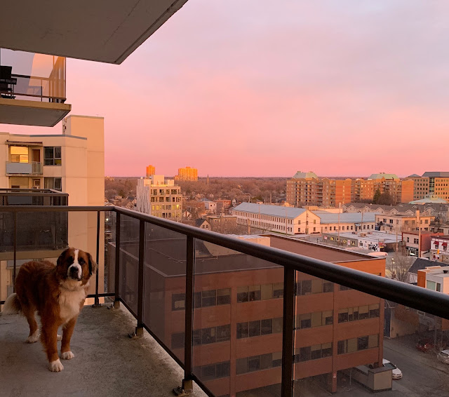 Protecting your puppy in the yard or on the balcony