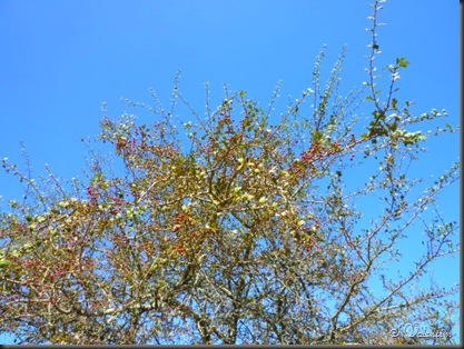 P1170352