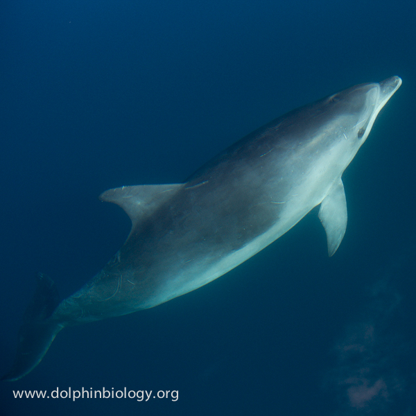 Dolphin Biology And Conservation Bottlenose Dolphin Approach