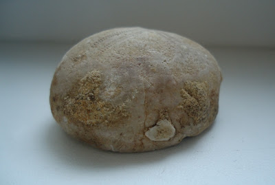 Beautiful Fossil Sea Urchin Echinoid 40mm