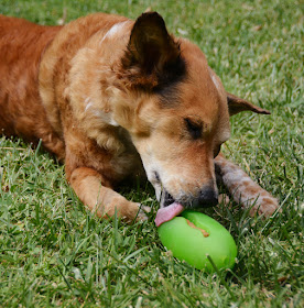 dog toys that sound like sex toys