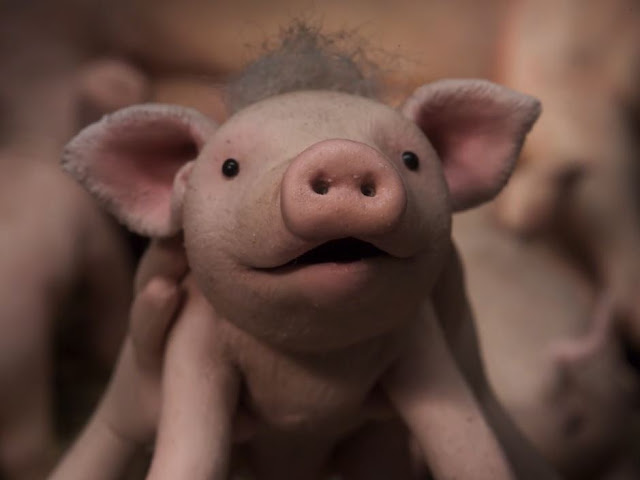 Oink: Movie Review