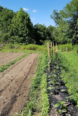 Vegetable garden