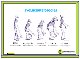 Evolución Biológica