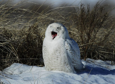 Laughing Owls Seen On www.coolpicturegallery.us