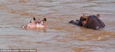  粉紅色河馬 - 非洲發現稀有的粉紅色河馬