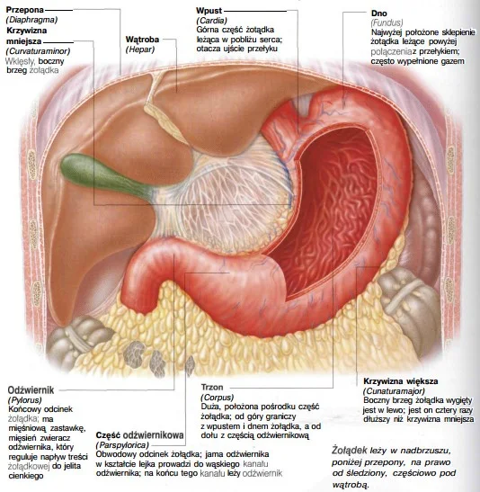 żołądek