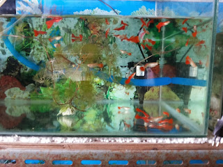 Jual GUppy Super Red, Super Black, Guppy Import