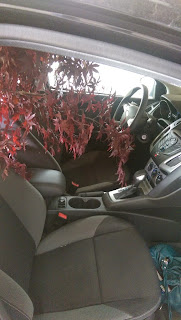 Looking from passenger side at tree in car