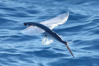 Flying Fish, Ikan yang Bisa Terbang Sejauh 400 Meter