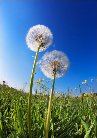 O get Dandelion  Bunga  liar yang  tangguh dan indah   