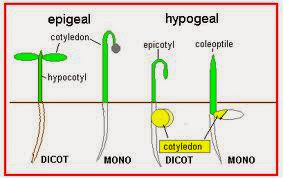 Image result for perkecambahan epigeal dan hipogeal