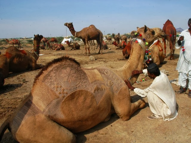 Camel Eid Qurbani Wallpapers Free Download