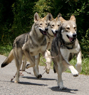 chiens loups de saarloos Canens Africae