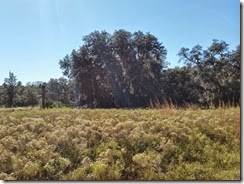 Oak Tree