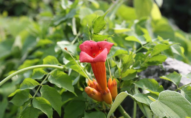 Trumpet Vine Flowers Pictures