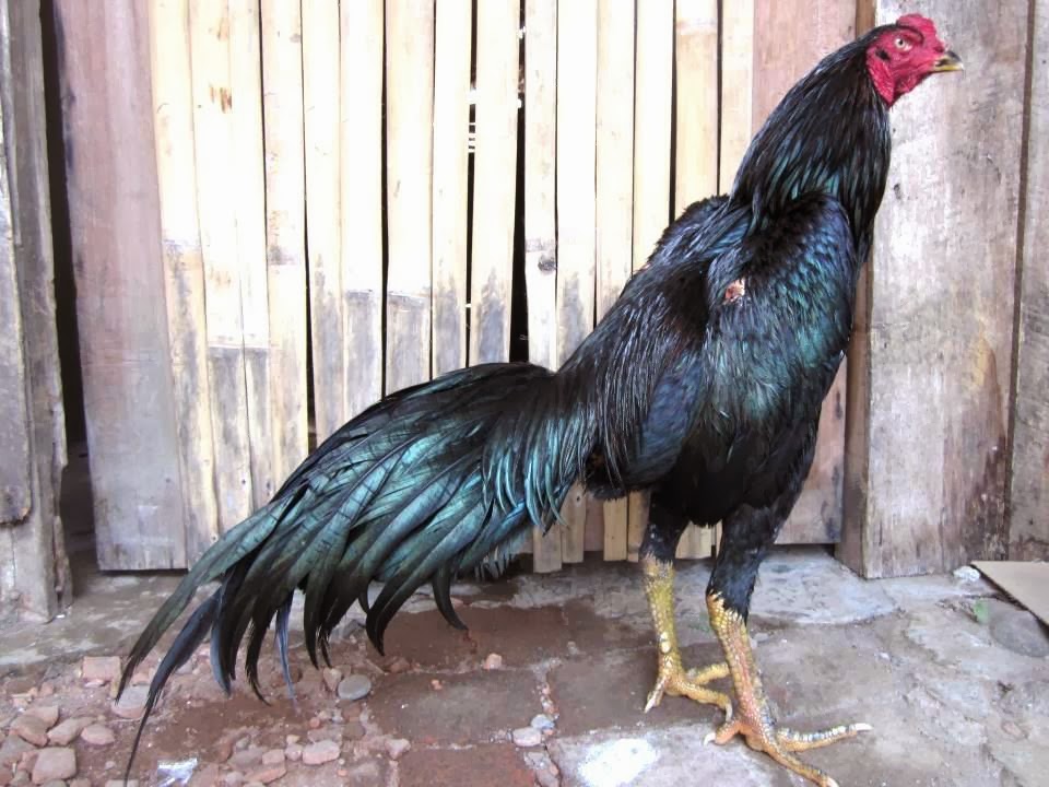  Ayam  Lengkap Jenis  Jenis  Ules Pada Ayam 
