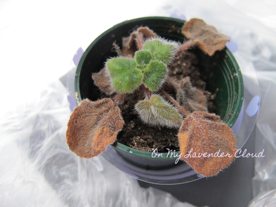 African Violet Care