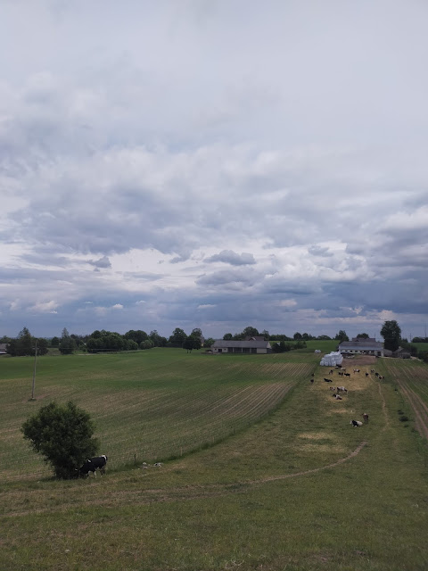 wielkie pastwiska z pasącymi się krowami