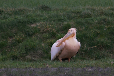 Wite Pelikaan - Roze Pelikaan - Pelecanus onocrotalus