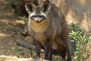 Bat-Eared Fox