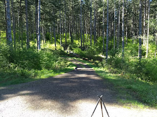 plinking shooting tripod hammers