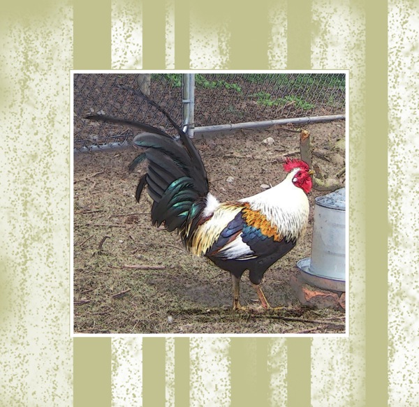 Roosteronbackground