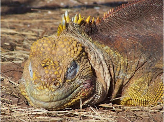 Funny Galapagos Land Iguana